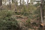 На Прикарпатті слуга народу нарубав лісу на мільйон