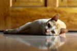 Ленивый котик фото best-wallpaper