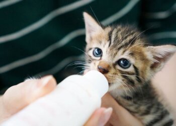 Котик