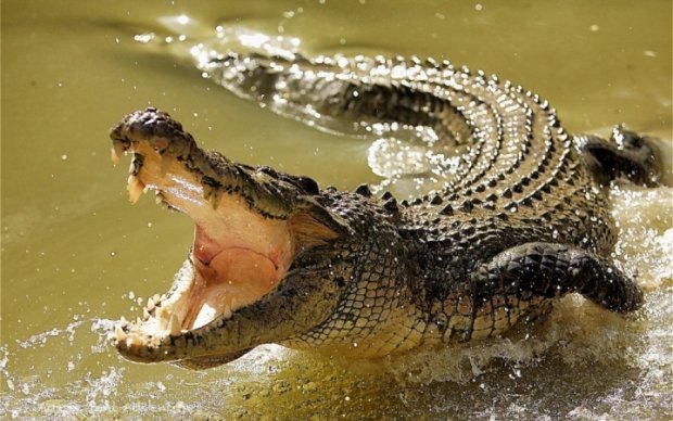 Крокодил откусил ногу смелому туристу