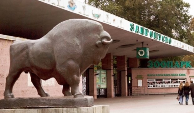 У Київському зоопарку захворів найстаріший носоріг в Європі