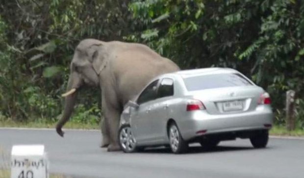 В США слон "присел" на автомобиль (видео)