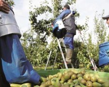 Работа в Польше: украинцам наглядно показали бесплатный сыр в мышеловке