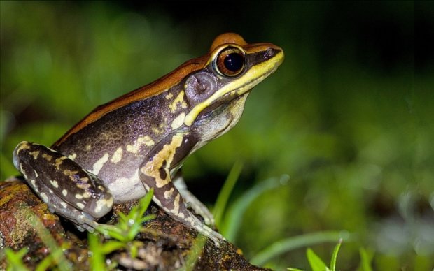 У жаб'ячому слизу знайшли ліки від смертельного віруса