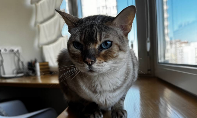 Котик, фото: Знай.ua