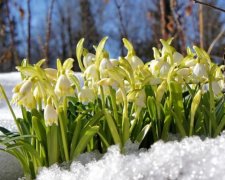 День проліска 19 квітня: історія весняного свята
