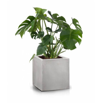 Горшок. Фото АкваБуд