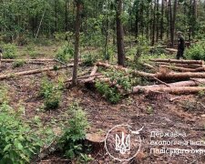 незаконная вырубка деревьев