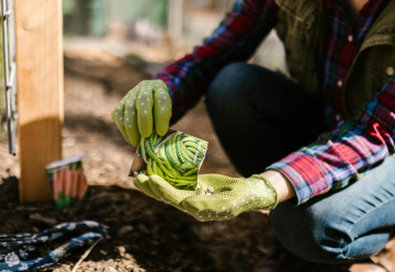 Огород, посадка, изображение из свободных источников