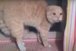 Кошка с бешенством, кадр из видео
