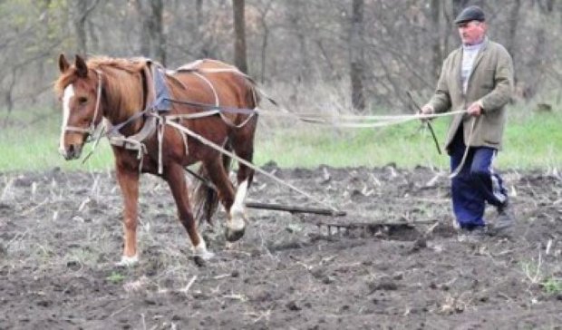 На Івано-Франківщині кінь копитом вбив пенсіонера