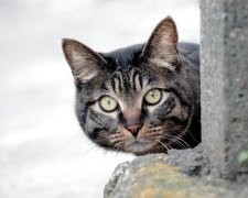 13 липня: що потрібно знати про цей день