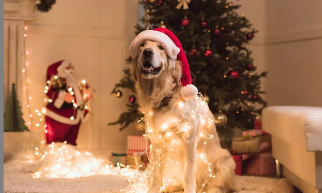 Собака та новорічні свята: фото з вільних джерел
