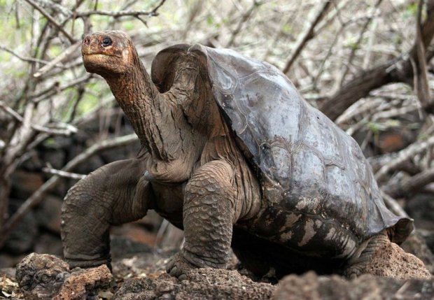 Одинокий Джордж: ученые раскрыли секрет долголетия последней из древнейших черепах