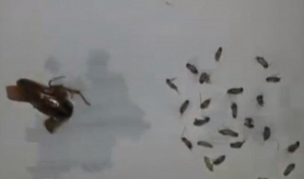 У китайца в ухе нашли 26 тараканов 