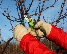 Обрізка дерев, кадр з відео