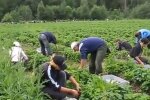 Скрин, видео YouTube