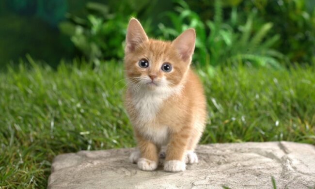 Благотворительная ярмарка кошек пройдет завтра в Киеве