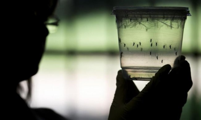 В Україну комарі-переносники Зіка можуть потрапити з Туреччини та Болгарії