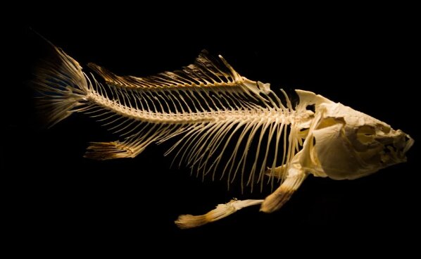 Цій рибі 400 мільйонів років: в Африці знайшли доісторичне створіння