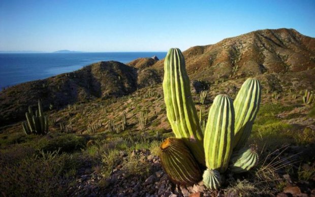 Відкрито таємний зв'язок Рубенса з мексиканськими кактусами
