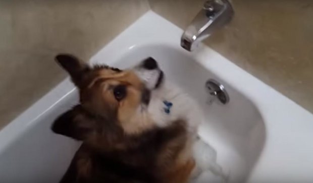 YouTube підкорила собака-любителька душу (відео)