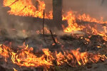 пожар на Житомирщине, фото из открытых источников