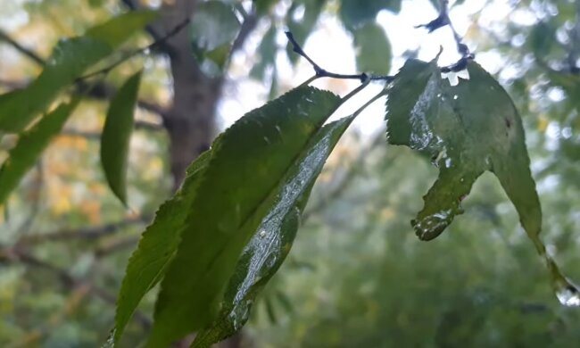 Прогноз погоди, скріншот з відео