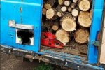 Екологи виявили факти незаконної рубки дерев, збитки нараховуються тисячами