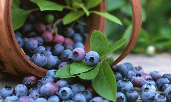 Чорниця, фото з вільних джерел