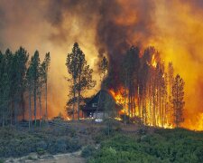 Шашлики з наслідками: під Києвом відпочинок закінчився лісовою пожежею