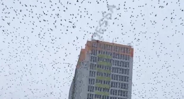 птицы в Одессе, скриншот с видео