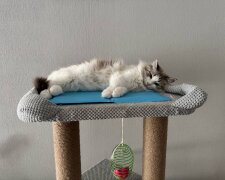Котик, зображення: Знай.ua