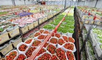 Українкам до 8 березня дарують квіти з Африки