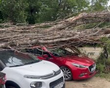 Дерево впало на припарковані автівки на Подолі, Київ