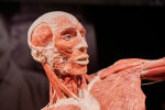 Виставка Body Worlds. Фото: Андрій Максимов