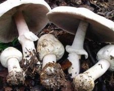 Дідусь убив дитину отруйним грибом