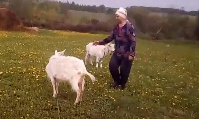 В Днепре козы нацепили маски и заставили хохотать всю Украину - "теперь вы видели все"