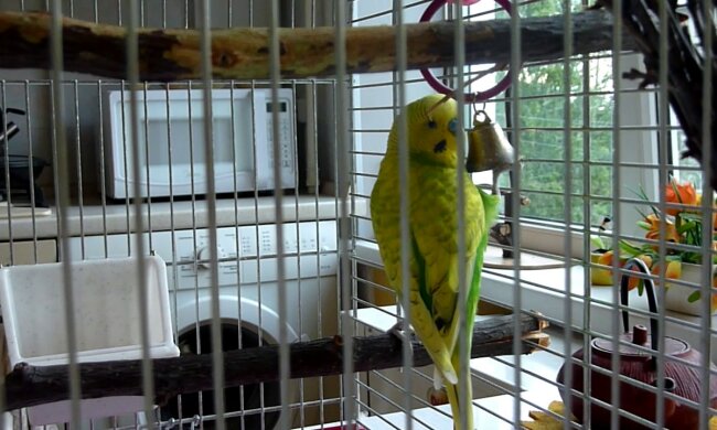 Папуга в клітці