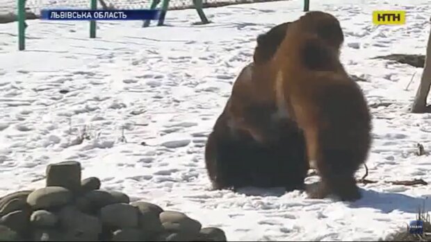 Ведмеді виходять із сплячки, скріншот із відео