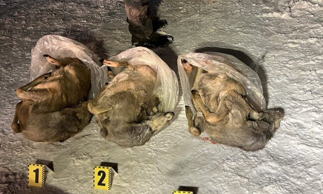 незаконне полювання на Полтавщині