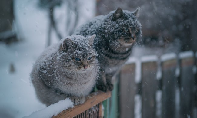 Доставайте санки и резиновые сапоги: синоптики дали прогноз погоды на ближайшую неделю