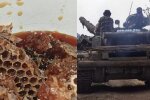Воїни ЗСУ прихистили бджіл. Фото: коллаж Знай.UA