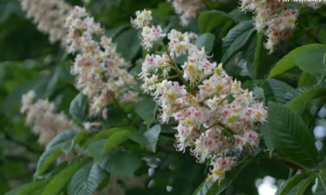 Каштаны, фото: скриншот из видео