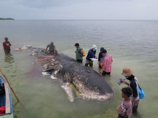 Прохожие нашли выброшеного на берег кита: то, что обнаружили у него в желудке, полностью убивает веру в человека