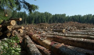 "Ліс у Чорнобилі підпалили, щоб приховати масштаби крадіжок деревини" - самосели