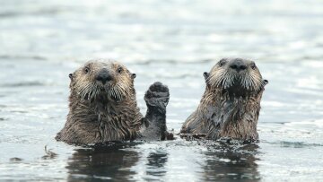 Найкращі кадри природи, фото: Comedy Wildlife Photography Awards