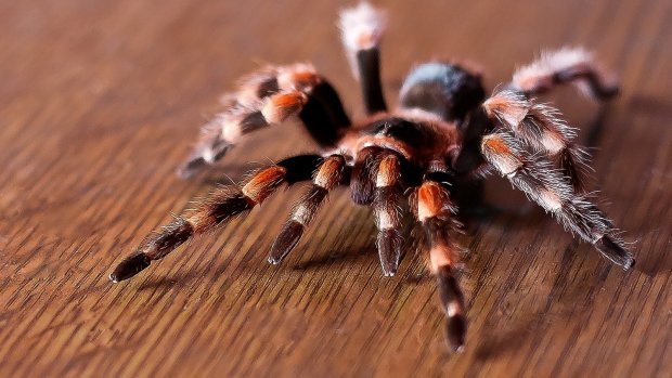 Отруйні тарантули поширилися в Дніпрі: фото