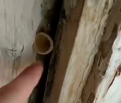 "Из стен растут грибы" : ученики оккупированного Донбасса показали плачевное состояние своей школы