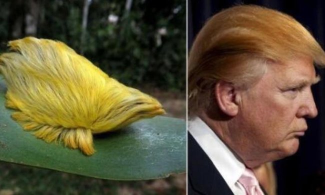 Прическа Дональда Трампа «завела» аккаунт в Instagram (фото)